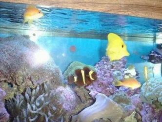 redseaanthiasandyellowtang.webp