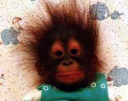 animals029.jpg