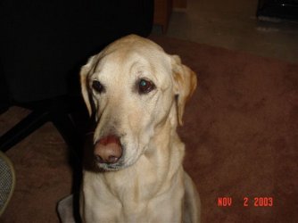 Fish_and_Dog_021.jpg