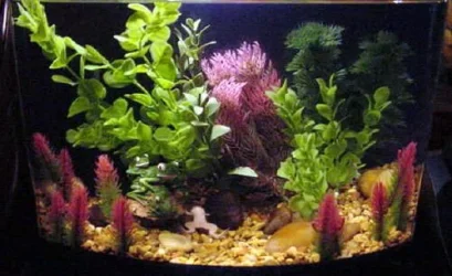 frogtank3.webp