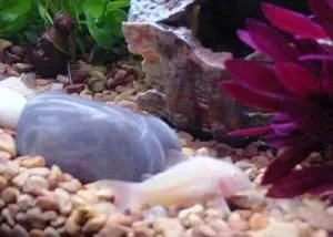 albinocorycat.webp