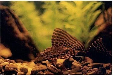 plecosharp.webp