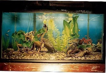 tank2sharp.webp