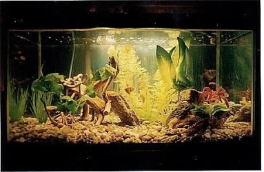 tank3shapr.webp