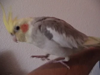 bird.webp