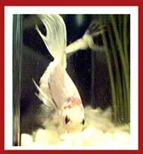 Ghost.webp