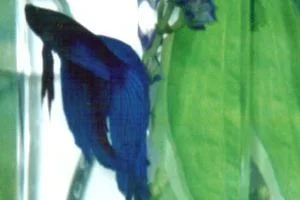 Big_Blue_2.webp