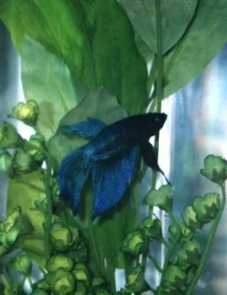Little_Blue.webp