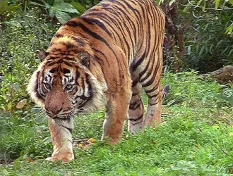 tigerprowl.webp