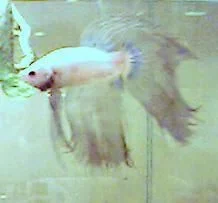 Cecil2.webp