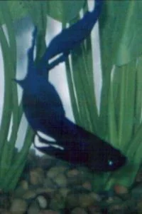 Big_Blue.webp