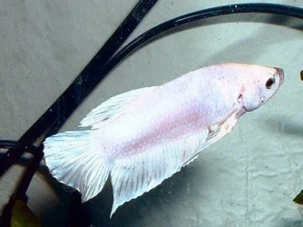 white_betta.webp