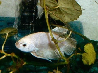 white_betta6.webp