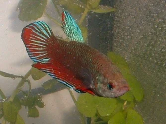 my_girlie_betta.webp
