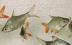 fish2u_1729_20866675.webp