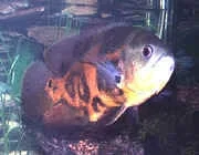 oscar_anne.webp