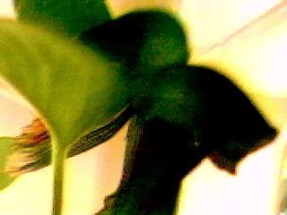 Picture_21.jpg