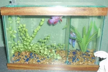 aabetta43.webp