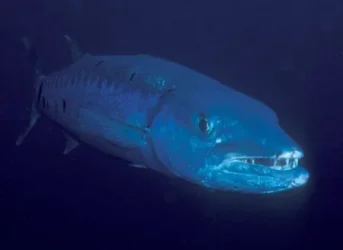 Barracuda450.webp