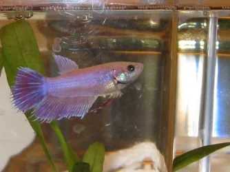 fish1.webp