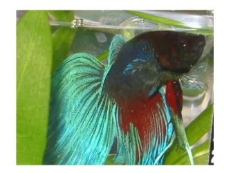 fish2.webp