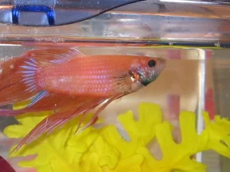 fish3.webp