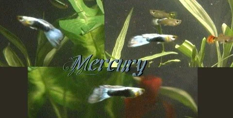 MercuryFOTM.webp