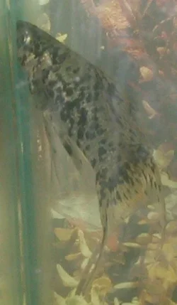 platy4.webp