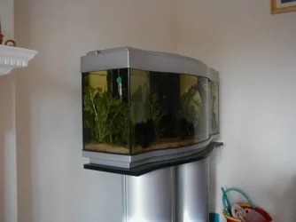 Fish_Tank.webp