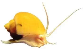 pomacea_bridgesi.webp