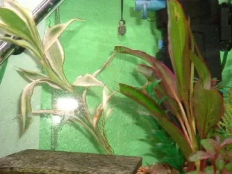 marshplants.webp