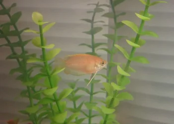 FISHnov20_004.webp
