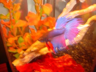 Betta.webp
