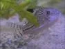 cory.webp