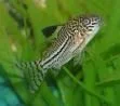 cory2.webp