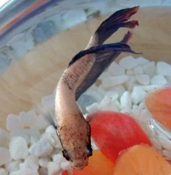 betta_1.webp