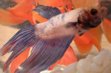 betta_2.webp