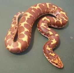 Brad__s_Snake.webp