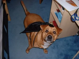 DSCF001288.webp