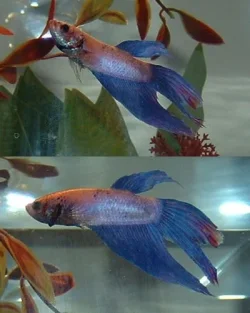 betta_in_tank_1.webp