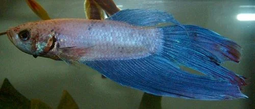 betta_side_view.webp