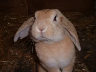 my_mut_of_a_bunny1.webp my_mut_of_a_bunny1.webp