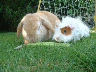 celery1.JPG