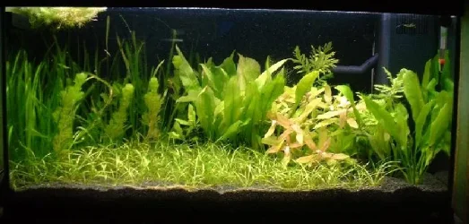 plant_mod_26th_nov_05.webp