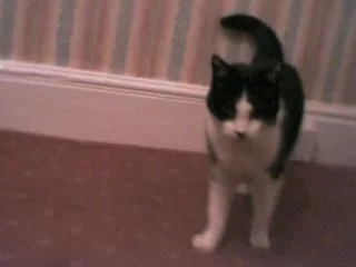 kity_cat2.webp