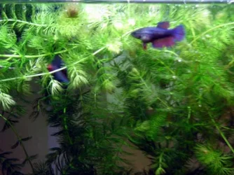 hornwort1.webp