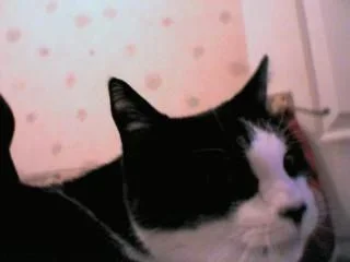 arrrr.webp