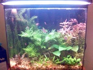 15g_Nov_28_2005.webp