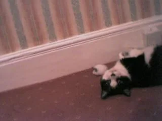kity_cat6.webp