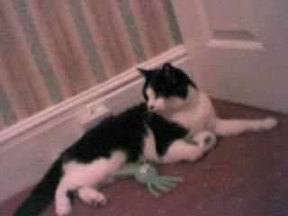 kity_cat5.JPG kity_cat5.JPG
